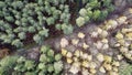 Top view of the green and yellow dense trees in Bacton Woods - North Walsham - Norfolk - U