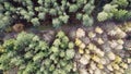 Top view of the green and yellow dense trees in Bacton Woods - North Walsham - Norfolk - U