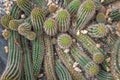 Top view of green and yellow `Echinocereus polyacanthus` cactus plant bodies growing towards the light as a backdrop.