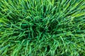 Top view on a green young field, wheat, grain, background Royalty Free Stock Photo