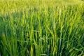 Top view on a green young field, wheat, grain, background Royalty Free Stock Photo