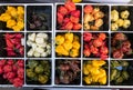 Top view of grid square bench boxes with varieties of spicy chillies of varied colors.