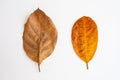 Top view of group brown dry leaves isolated on white background.