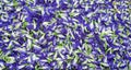 Top view Group Butterfly pea flower for background