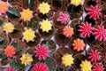 Top view of group of cactus succulent in a pot