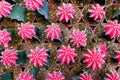 Top view of group of cactus succulent in a pot