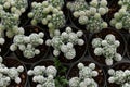 Top view of group of cactus succulent in a pot