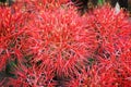 Top view group colorful red blood flowers or powder puff lily blooming , nature ornamental haemanthus multiflorus only blooming in