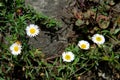 Top view of group of five white daisy flowers with supporting stalks and leaves