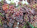 Top view of group fresh ripe red grape isolated. Royalty Free Stock Photo