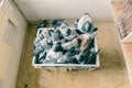 Top view of a group of racing pigeons bathing together in a tray with water