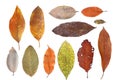 Group of isolated colorful dry and fresh leaves and many shapes on white background Royalty Free Stock Photo