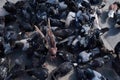 Top view group of rock pigeons or doves crowding the streets and public squares feeding on discarded food and bird seeds