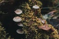 Top view of a group of unedible mushrooms Royalty Free Stock Photo