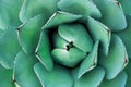 Top view of growing Agave Parryi Truncata, also known as Artichoke Agave Royalty Free Stock Photo