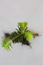 Top view of a growing bonsai pine tree with roots isolated on a white background