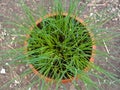 Top view. Growing decorative onions in pots.For decoration and food