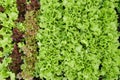 Top view. Growing green and red leaf lettuce in a garden bed. Green and red lettuce leaves on the garden beds Royalty Free Stock Photo