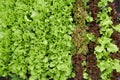 Top view. Growing green and red leaf lettuce in a garden bed. Green and red lettuce leaves on the garden beds Royalty Free Stock Photo