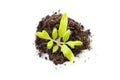 Top view of a growing young plant on white background, new life, gardening, environment, ecology concept