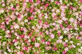 Top view of Gypsophila flower