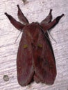 a top view of a hairy Prominent moth (family Notodontidae) Royalty Free Stock Photo