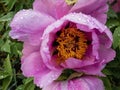 Top view on half opened peony flower under water drops Royalty Free Stock Photo