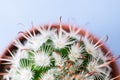 Top view of half part of round flower pot with Echinocereus cactus with white thorns. Royalty Free Stock Photo