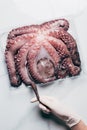 top view of hand with big raw octopus in plastic container on light Royalty Free Stock Photo