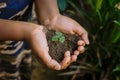 top view of Hand holding small tree for planting. plant growing on soil. concept green world. nature conservation Royalty Free Stock Photo