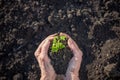 top view of hand holding tomato seedling and earth spring gardening Royalty Free Stock Photo