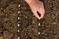 top view hand planting pumpkin seed of marrow in the vegetable g Royalty Free Stock Photo