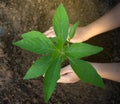 The top view of the hands that dominate the tree seedlings represents natural environmental friendliness Royalty Free Stock Photo