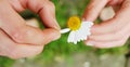 Top view hands holding daisy. Royalty Free Stock Photo