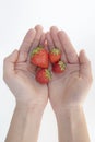 hands holding four red strawberries Royalty Free Stock Photo