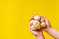 Top view on hands holding white common champignon mushrooms on yellow background Royalty Free Stock Photo