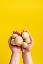 Top view on hands holding white common champignon mushrooms on yellow background Royalty Free Stock Photo