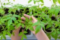 Top view of the hands of a young man holding a small pot of tomato seedlings in his hand. Royalty Free Stock Photo