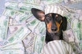 Top view of a happy dog breed dachshund, black and tan, lies on a pile of counterfeit money dollars in a criminal costume Royalty Free Stock Photo