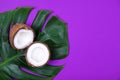 Top view of halved ripe coconut on monstera tropical plant leaf on violet purple background. Copy space.