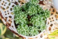 Haworthia cooperi in a pot Royalty Free Stock Photo