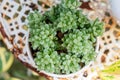 Haworthia cooperi in a pot