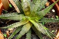 Top view of haworthia plant on a pot