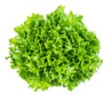 Top view of head of fresh endive lettuce cutout Royalty Free Stock Photo
