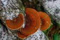 Top view healing chaga mushroom on old birch trunk close up. Red parasite mushroom growth on tree. Bokeh background Royalty Free Stock Photo