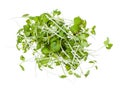 Top view of heap from fresh mustard cress isolated Royalty Free Stock Photo