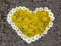 Top view. Heart shaped daisy and dandelion flowers bouquet on the road. Taraxacum. Bellis perennis. Royalty Free Stock Photo