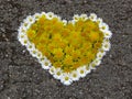 Top view. Heart shaped daisy and dandelion flowers bouquet on the road. Taraxacum. Bellis perennis.