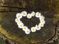 Top view. Heart shaped daisy flowers bouquet on tree stump background. Bellis perennis.
