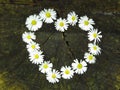 Top view. Heart shaped daisy flowers bouquet on tree stump background. Bellis perennis.